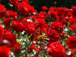 Red Roses Garden