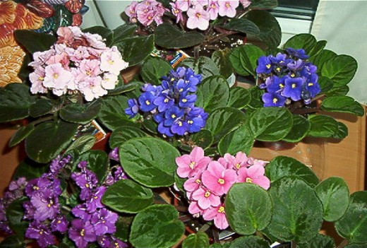 African Violets In Full Bloom