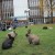 A few of the famous feral rabbits grazing in front of the library at the University of Victoria, as zero-emissions commuters come and go.  Courtesy Jeffery Nichols and Wikipedia.