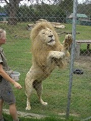 Do you like to work with animals or prefer a desk job ?