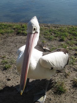 http://s4.hubimg.com/u/4061303_f248.jpg