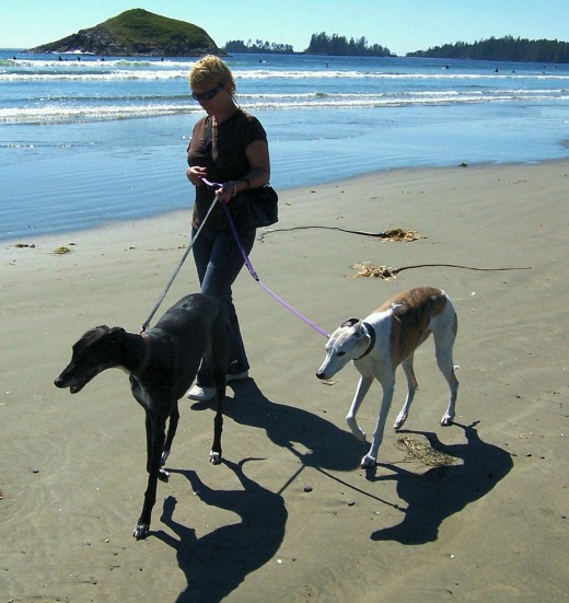 Here's both the girls taking a stroll on Long Beach Vancouver Island, they liked it out there on the soft beach.  Fancy is actually Tiga's Aunt.