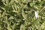 Golden Sage