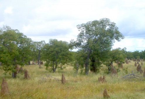 Termite mound tombstones