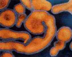 Ebola Virus
