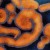 Ebola Virus