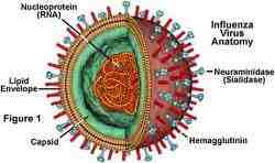 Flu virus detail