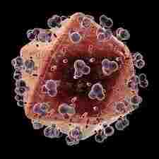 HIV virus