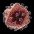 HIV virus
