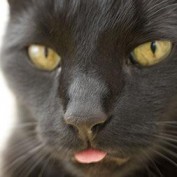 jgiecek profile image