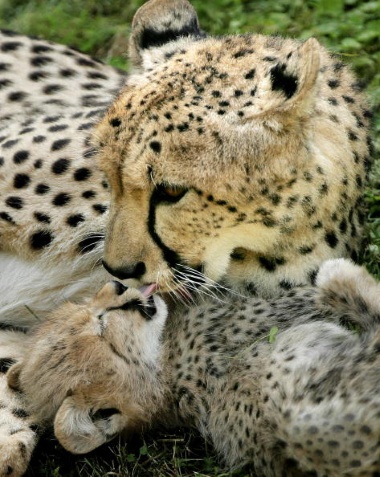 The Cheetah is one of the most endangered African animals. 