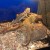 2 of 3 bearded dragons at the facility 2 of 3 bearded dragons at the facility