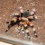Mexican Giant Orange Knee Tarantula Mexican Giant Orange Knee Tarantula