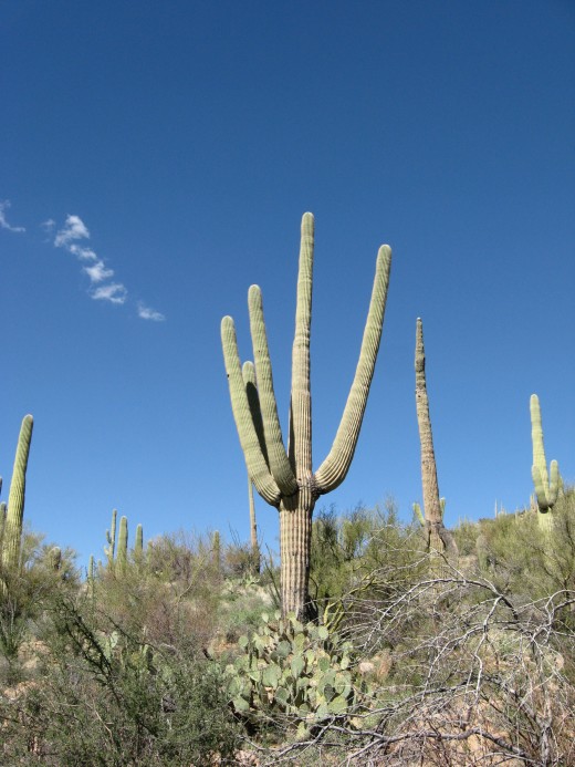 Saguaros on slopes of Catalina Mountains in Tucson, Arizona