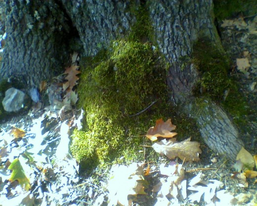 The base of an oak tree covered in moss