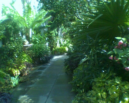 Path through tropical plants in the Orangerie