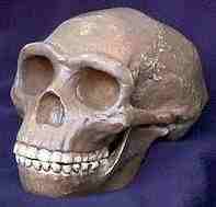 Cast of Peking Man Fossil (original lost)