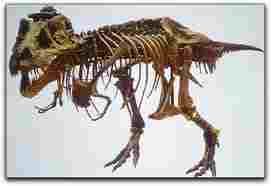 T-Rex fossil or copy
