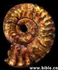 Ammonite fossil...shells do well in the record