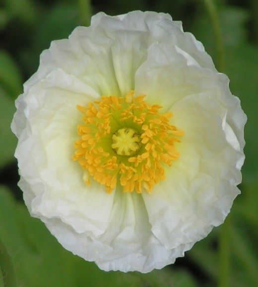 The White Poppy symbolises the belief that there are better ways to resolve conflicts than killing strangers. From Conscious Design Magazine: http://www.consciousdesignmagazine.com/Issues/200902Feb.html