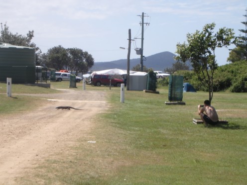 Sam watching a large goanna cross the campground.