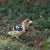 A Crested Barbett foraging for grubs A Crested Barbett foraging for grubs