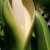 Monstera deliciosa a "male" look? Monstera deliciosa a "male" look?