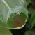 Water caught in strelitzia leaf Water caught in strelitzia leaf