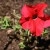 "A lonely little petunia ..." "A lonely little petunia ..."
