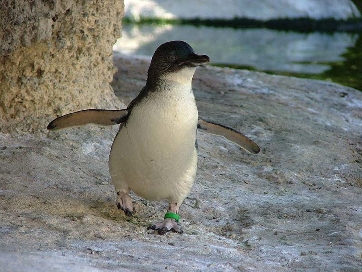 Phillip Island Fairy Penguins | Owlcation