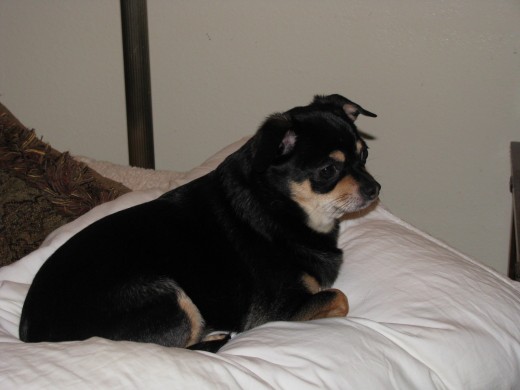 Roxie Chihuahua