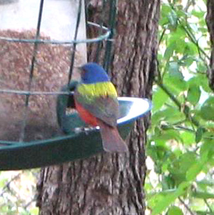 Painted bunting at our backyard feeder