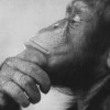 ThinkingApe profile image