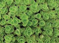 Sedum