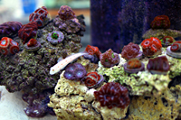 coral photo from Tidal Gardens
