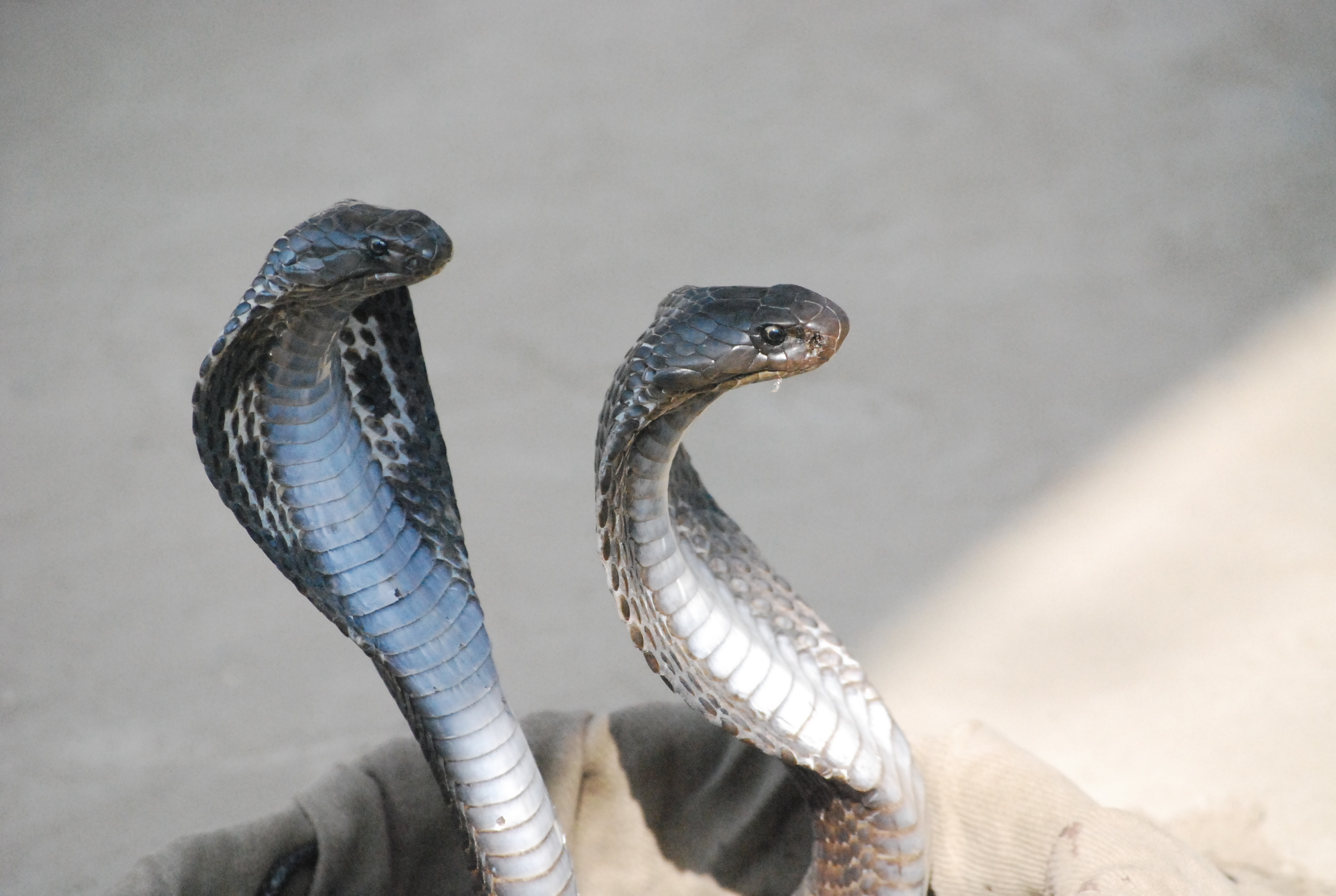 HubPages profile picture for @cobras