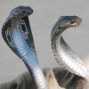 cobras profile image
