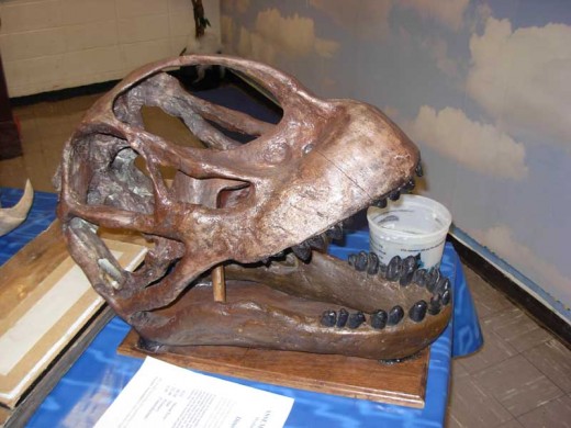 The skull of Apatosaurus.