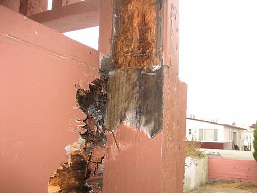 The difference between dry rot repair with pressure treated lumber (bottom post) and not pressure treated (top post)