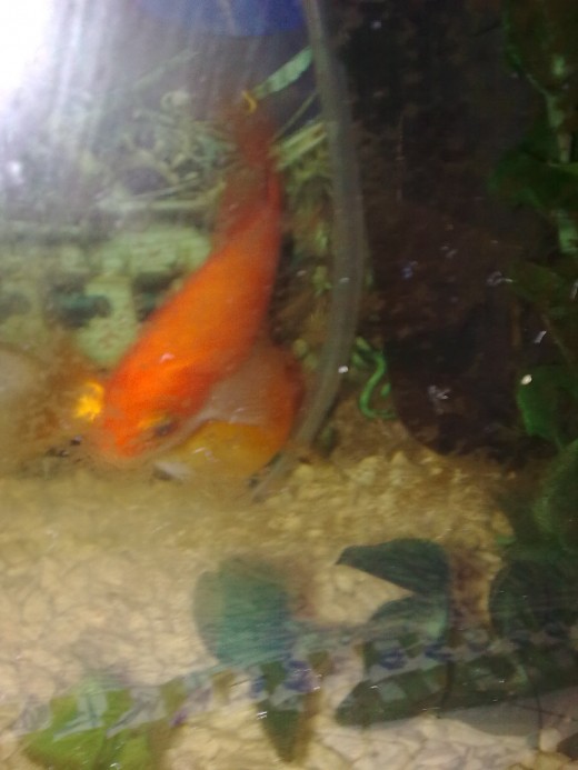 My goldfish do not like having their photos taken - I think I may have just blinded them with the flash.