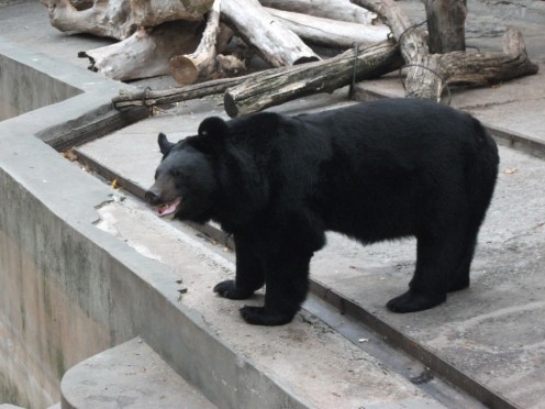 Bear in Kharkov Zoo