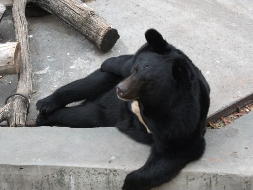 Bear in concrete cell