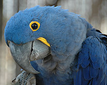 Hyamcinth Macaw