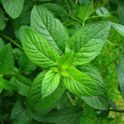 Herbal benefits of mint oil