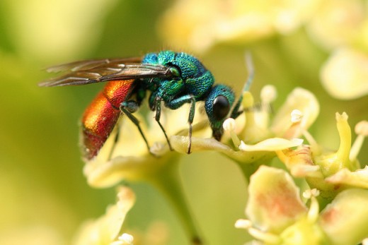 A Cuckoo Wasp
