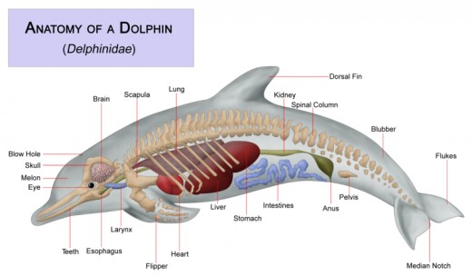 Anatomy of a Dolphin.