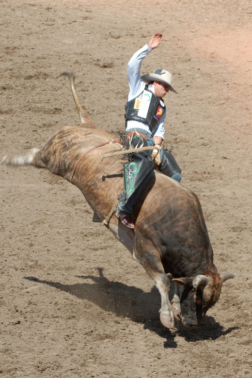 Bull-riding, North America