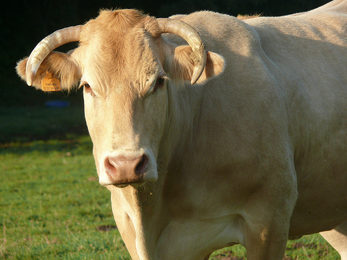 White Bull, Gers, France. Photo by Mo Westein.