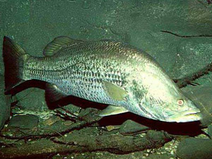 Barramundi - a great Aussie fish.