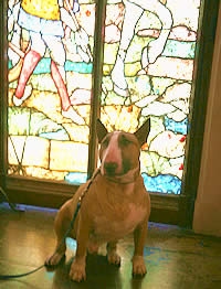Rufus in front of Stained Glass